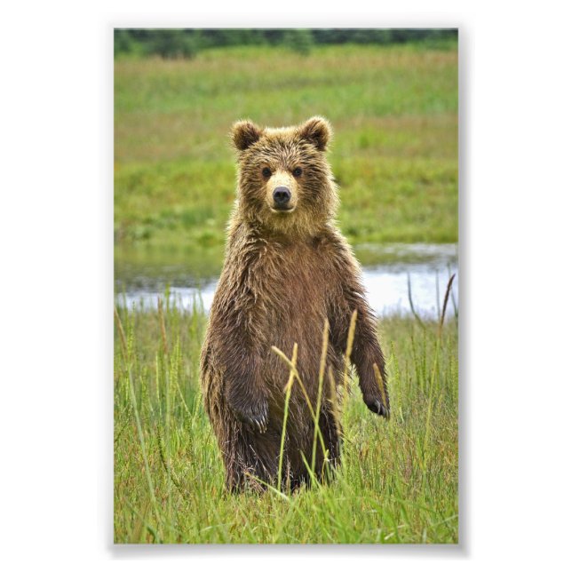 Ours grizzlis photo 6x4 (Devant)