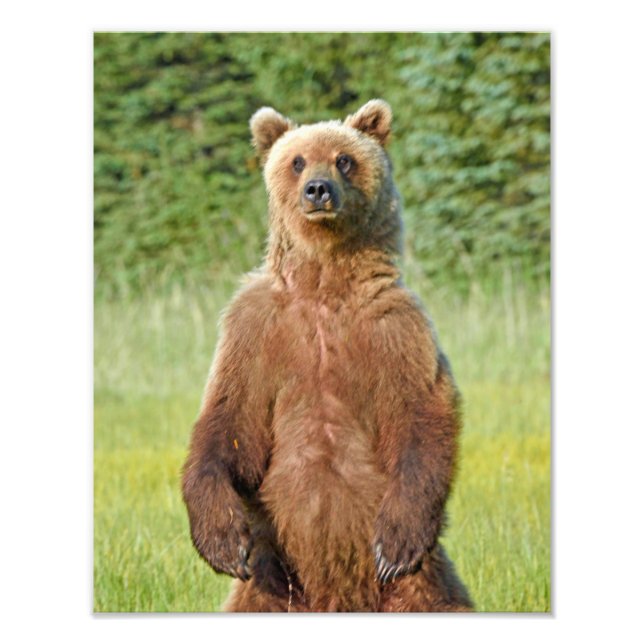 Ours grizzlis photo 6x4 (Devant)