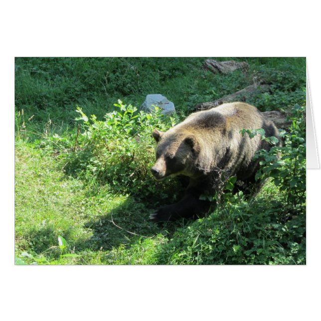 Ours grizzly (Devant Horizontal)