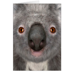 Ours koala