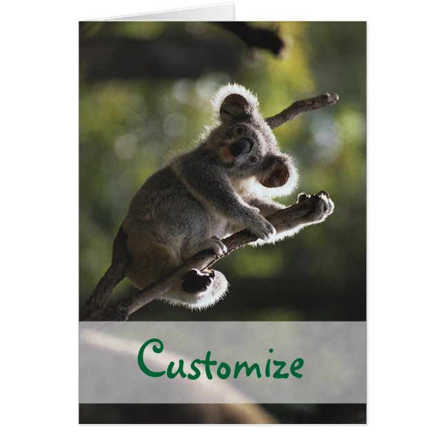 Ours Koala Absolument adorable (Devant)