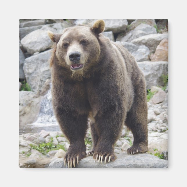 Ours Kodiaque aimant (Devant)
