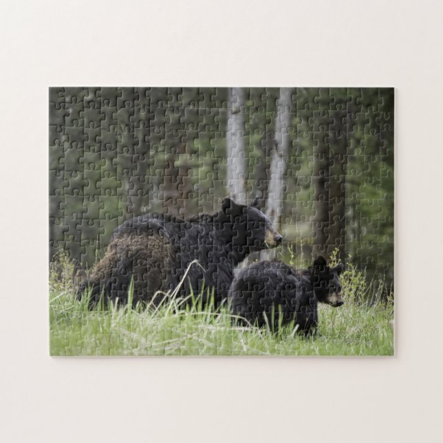 Ours noir de Yellowstone de puzzle (Horizontal)