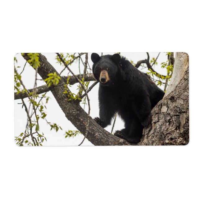 Ours noir Escalade (Devant)