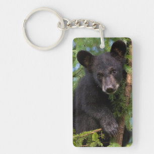 Ours noir jeune jouant dans les arbres
