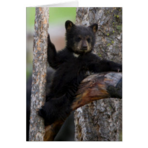Ours noir ourson paresseux