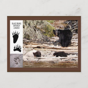 Ours noirs, carte postale de cadeaux
