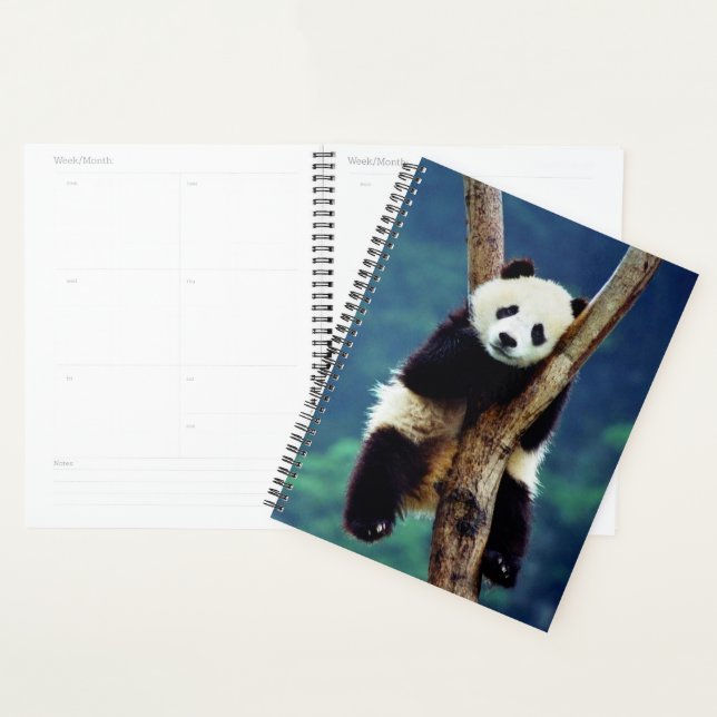 Ours Panda (Devant avec enveloppe)