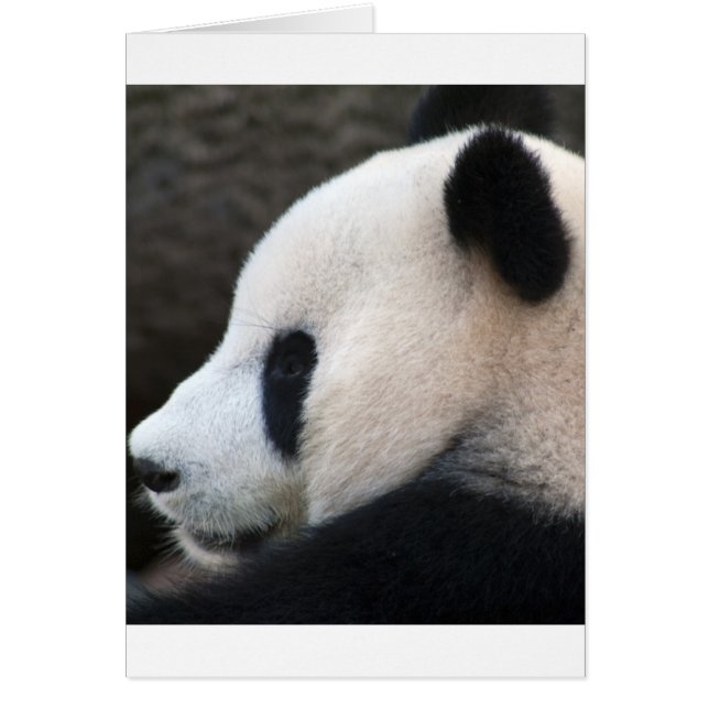 Ours panda (Devant)