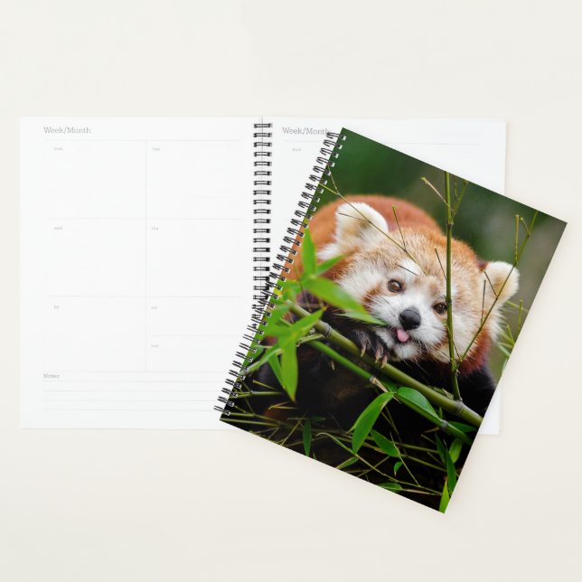 Ours Panda Rouge (Devant avec enveloppe)