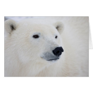 Ours polaire Churchill