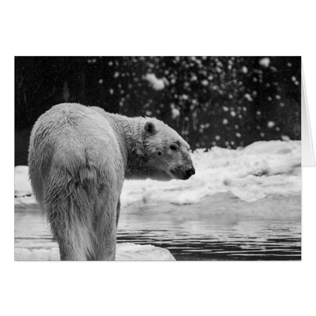 Ours polaire dans la neige (Devant Horizontal)