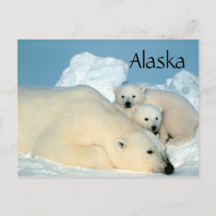 Ours polaire de l'Alaska avec carte postale