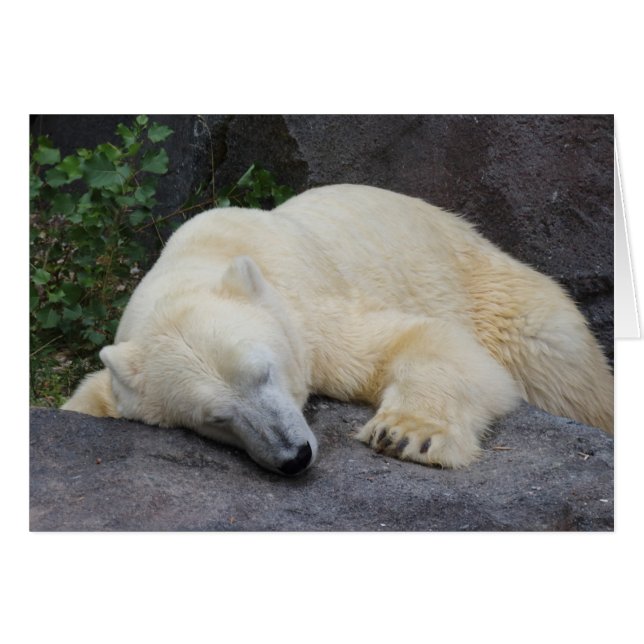 Ours polaire dormant (Devant horizontal)