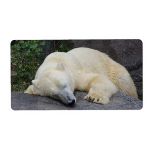 Ours polaire dormant