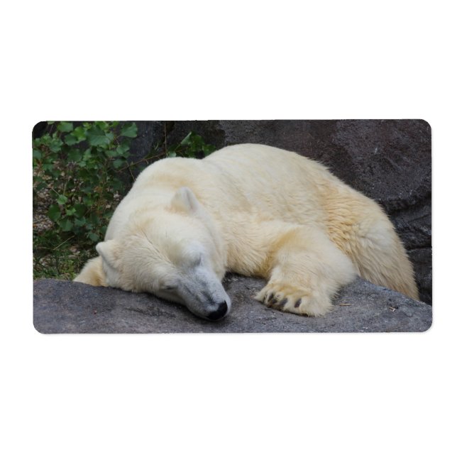 Ours polaire dormant (Devant)