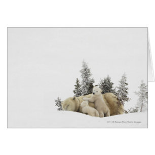 Ours polaire Mère et ses petits dans Wapusk Park