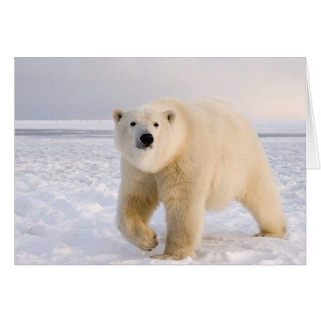 ours polaire, Ursus maritimus, sur glace et neige, (Devant horizontal)