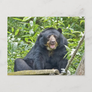 Ours Spectaculaire - Carte postale