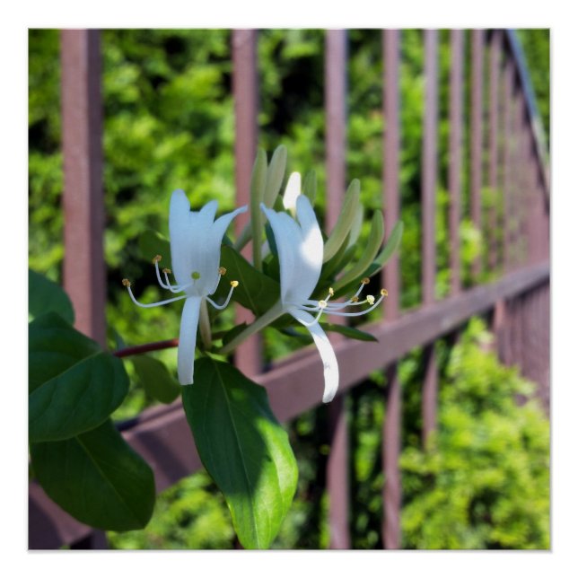 out of row poster (Front)