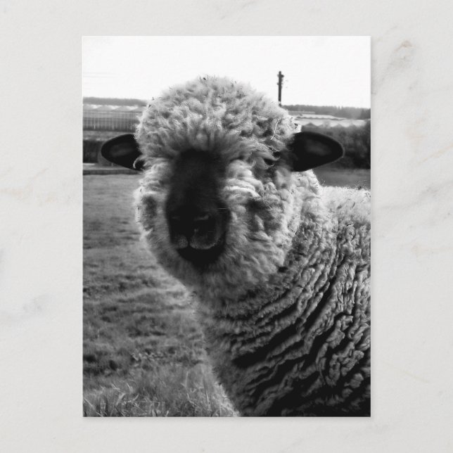 Out of Sight M-a-a-a-n Postcard (Front)