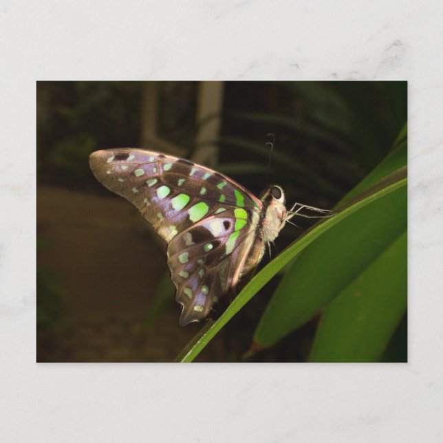 Out of the dark - Butterfly sitting on leaf Postcard (Front)