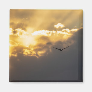 Out Of The Sun Bald Eagle Magnet