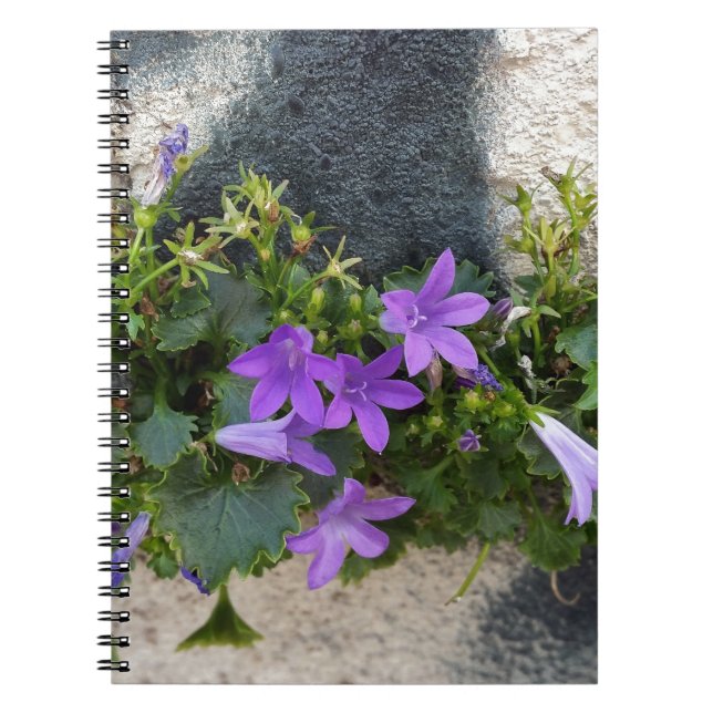 out of the wall flower notebook (Front)