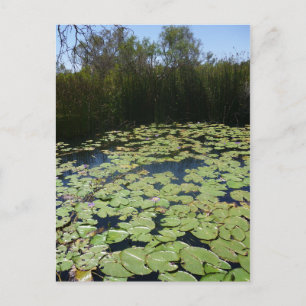 Outback Lily Pads Postcard