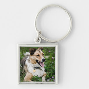 Outdoor portrait of dog lying down in meadow keychain