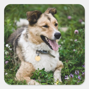 Outdoor portrait of dog lying down in meadow square sticker