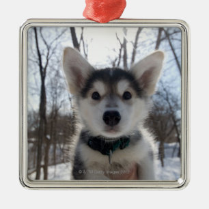 Outdoor portrait of husky dog puppy metal ornament