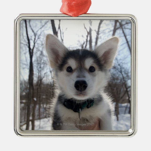 Outdoor portrait of husky dog puppy metal ornament (Front)