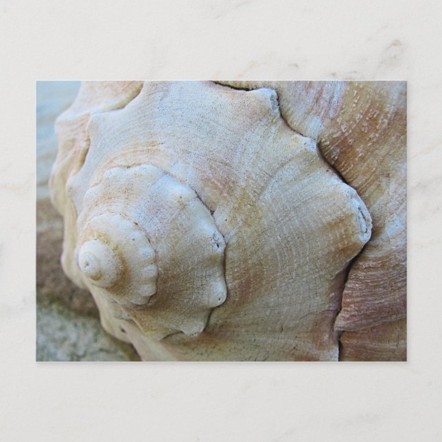 Outer Banks Conch Seashell Postcard (Front)