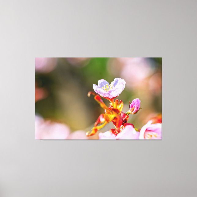 Outstanding Pink Sakura Flower In Springtime Canvas Print (Front)