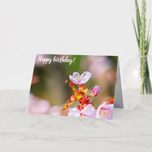 Outstanding Pink Sakura Flower In Springtime Card