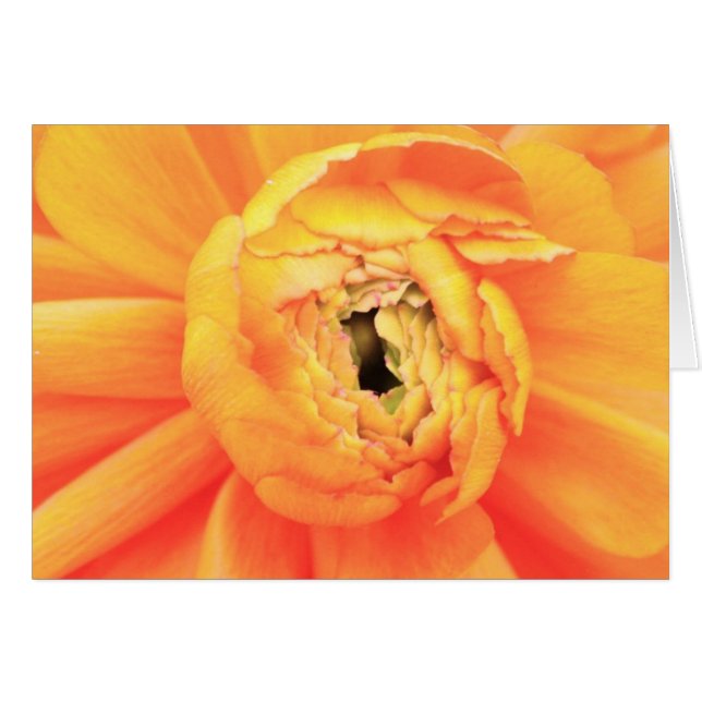 Ouverture de Ranunculus. (Devant horizontal)