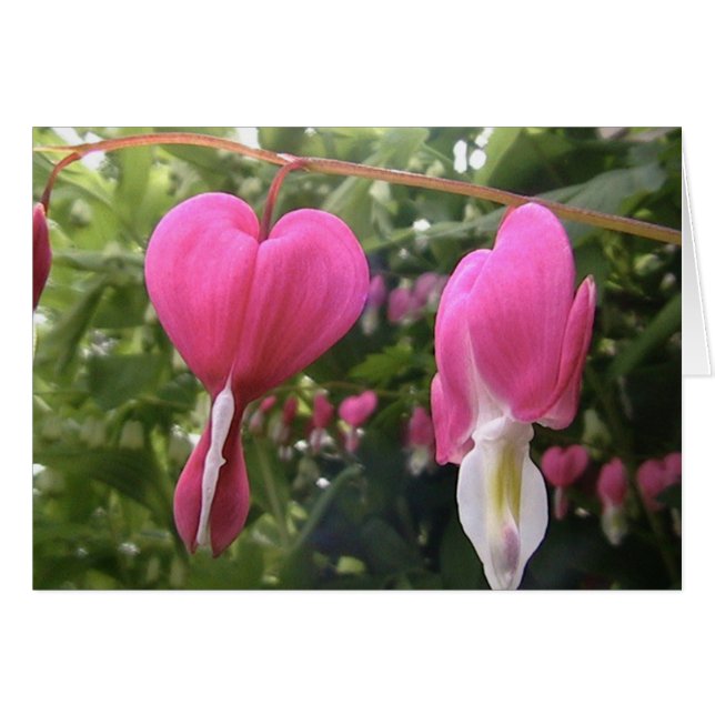 ouvrez votre coeur (Devant horizontal)