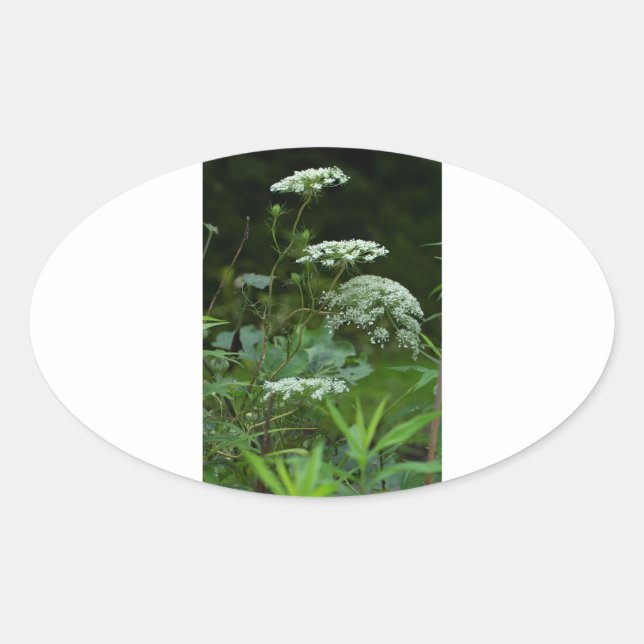 oval sticker template (Front)