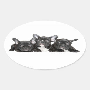 Ovale Sticker Chien Chien Chien Chien Noir Français / Sc