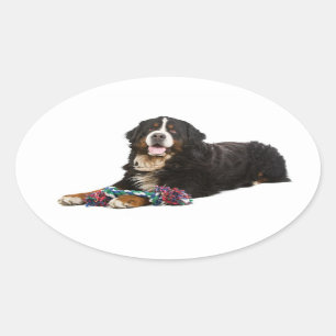 Ovale Sticker Chien Chien Montagne Bernese / Sceau