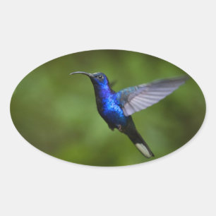 OVALE STICKER HUMMINGBIRD
