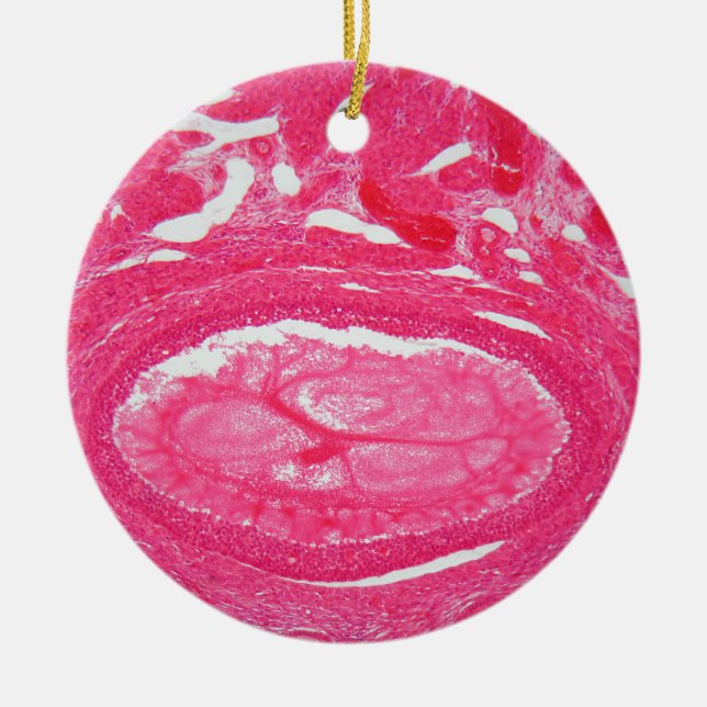 Ovary cells under the microscope. ceramic ornament (Front)