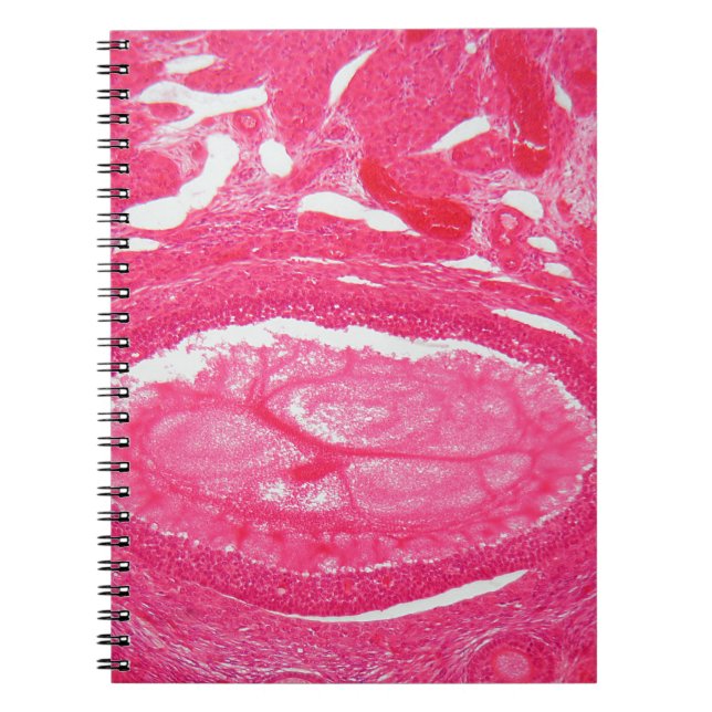 Ovary cells under the microscope. notebook (Front)
