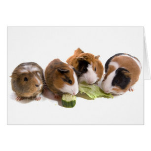 oven guinea pigs who eat,