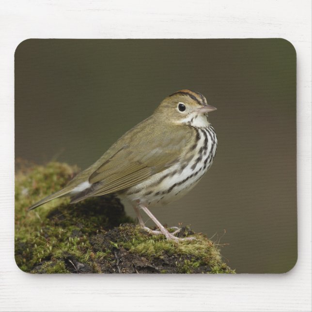 Ovenbird Mousepad (Front)
