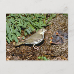 Ovenbird with young postcard