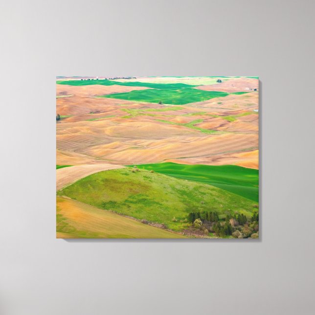 Over the Painted Palouse from Steptoe Butte Canvas Print (Front)