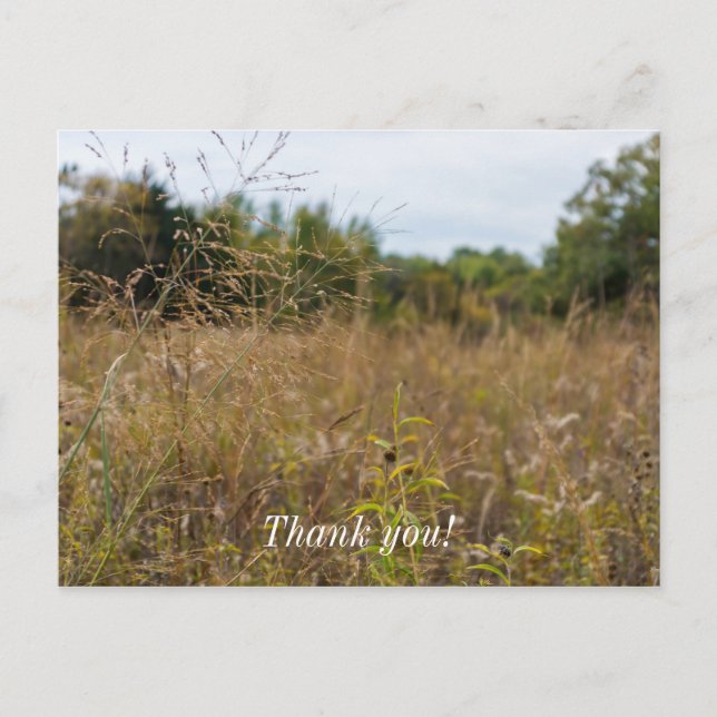 Overgrown Prairie Postcard (Front)