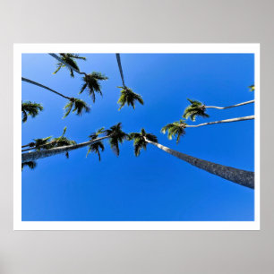 Overhead view of palm trees poster